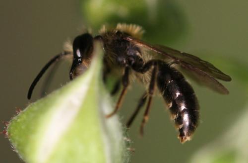 Andrena sp.
